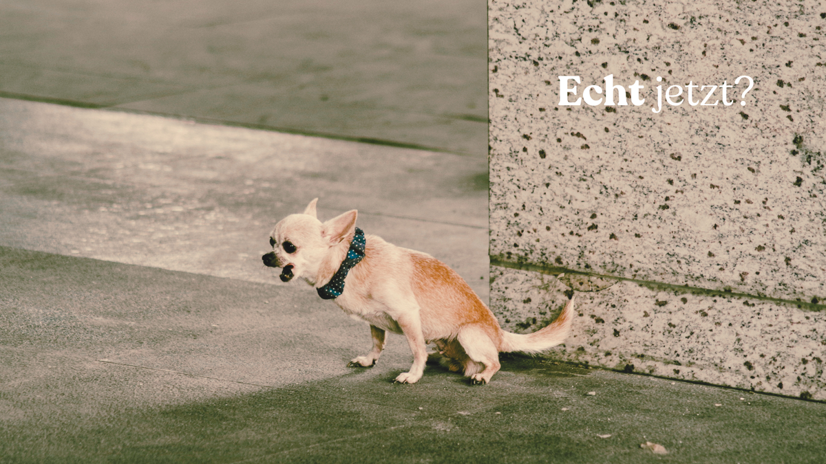 Wie du als PE/OE-Berater deine Expertise vertiefst (mit nur einem täglichen Ritual)